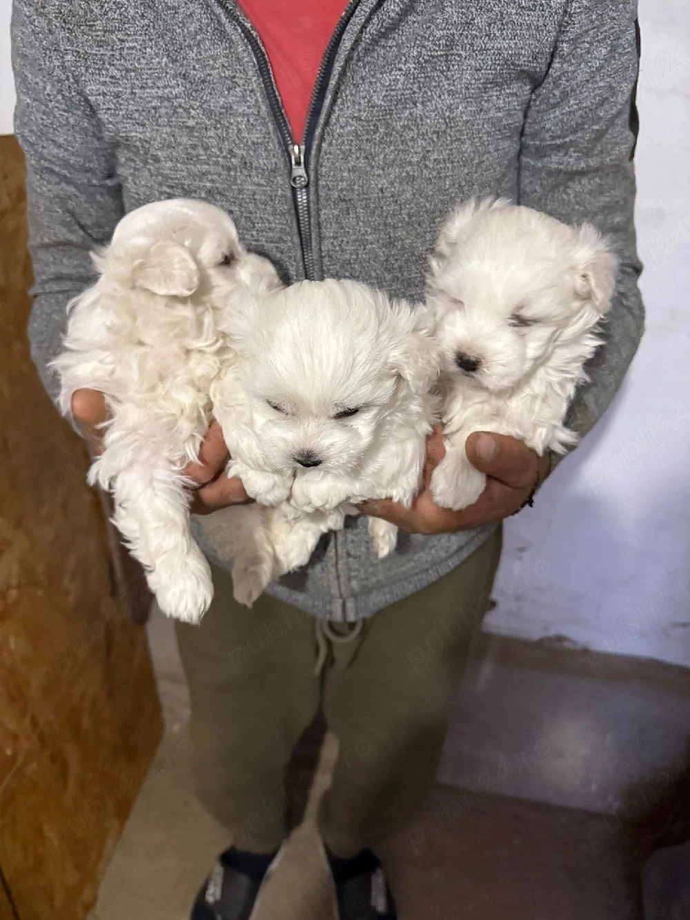 De vânzare bisoni maltezi fetite