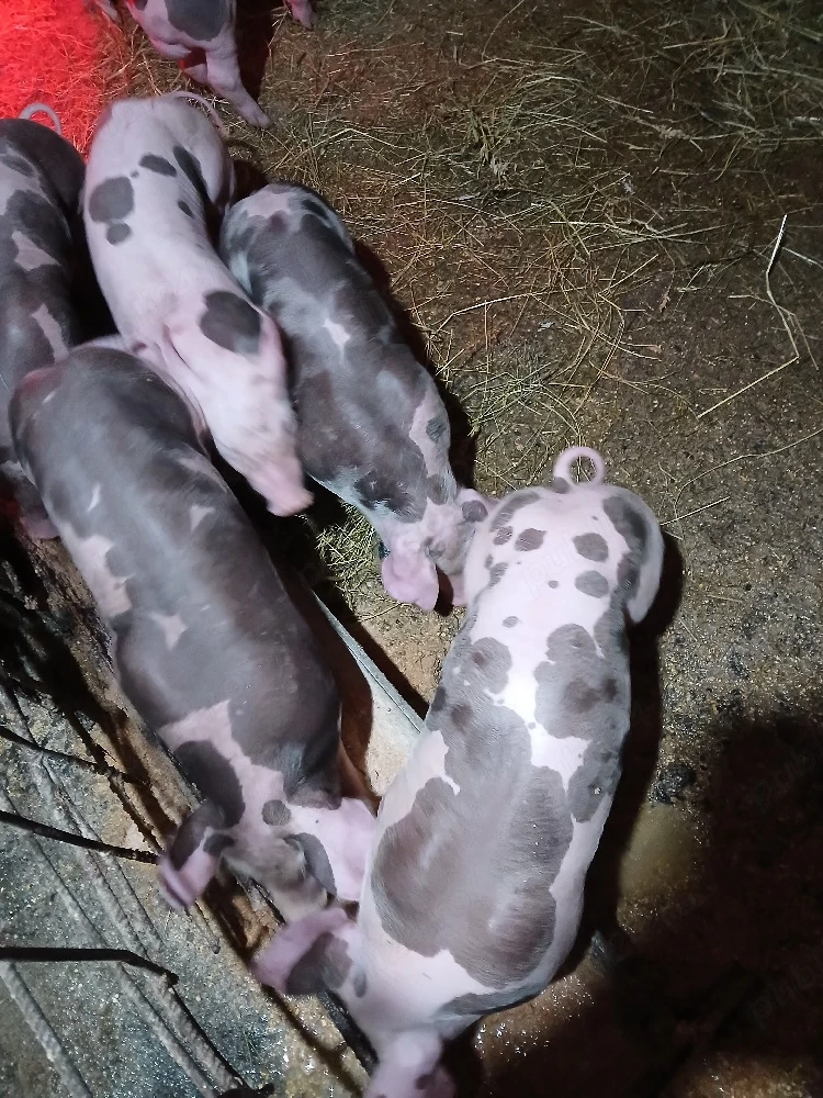 purcei pietrani de vânzare 