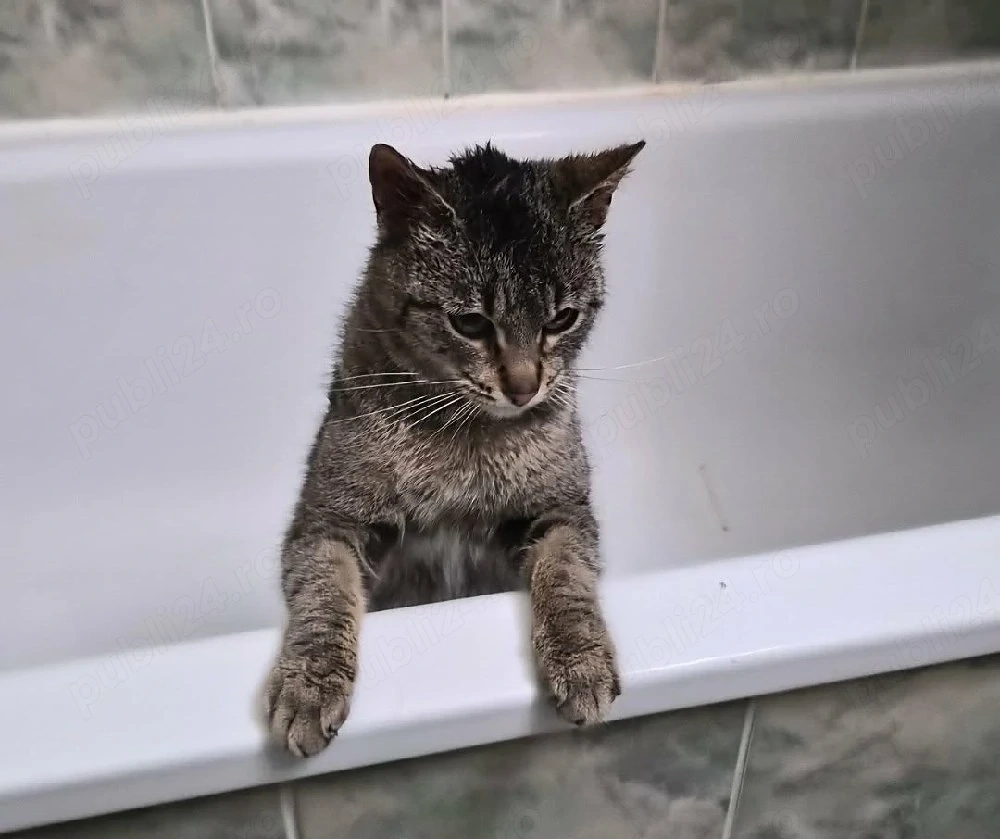 Foster pentru pisicuta