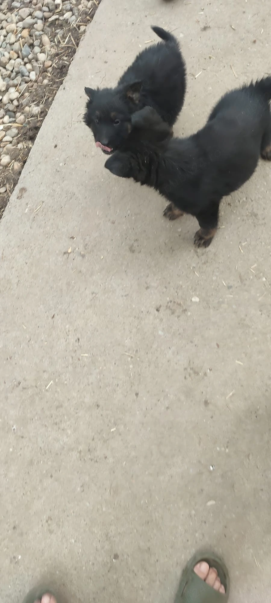 pui ciobănesc german