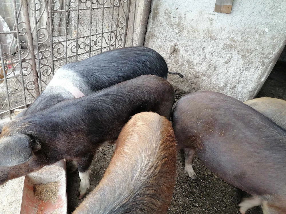 Porci 50-60kg