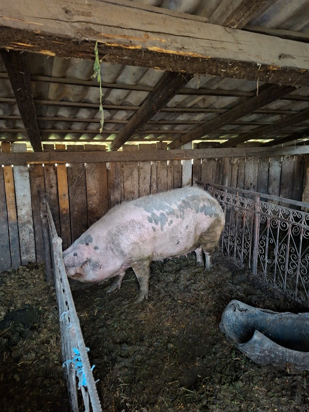 Porc pentru sacrificat