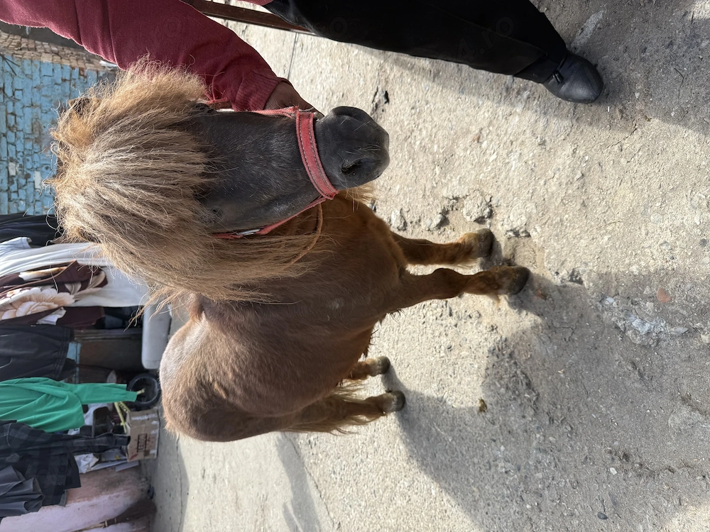  De vânzare ponei sau schimb mai multe detalii sau schimb 