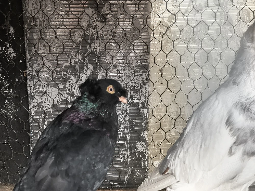 Vând porumbei dublu moț 