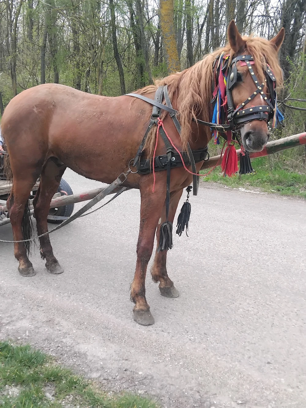 Vând un mânz de doi ani jumate si castrat și talie mare 