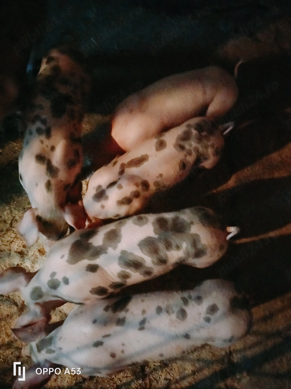 Purcei petran cu marele alb 