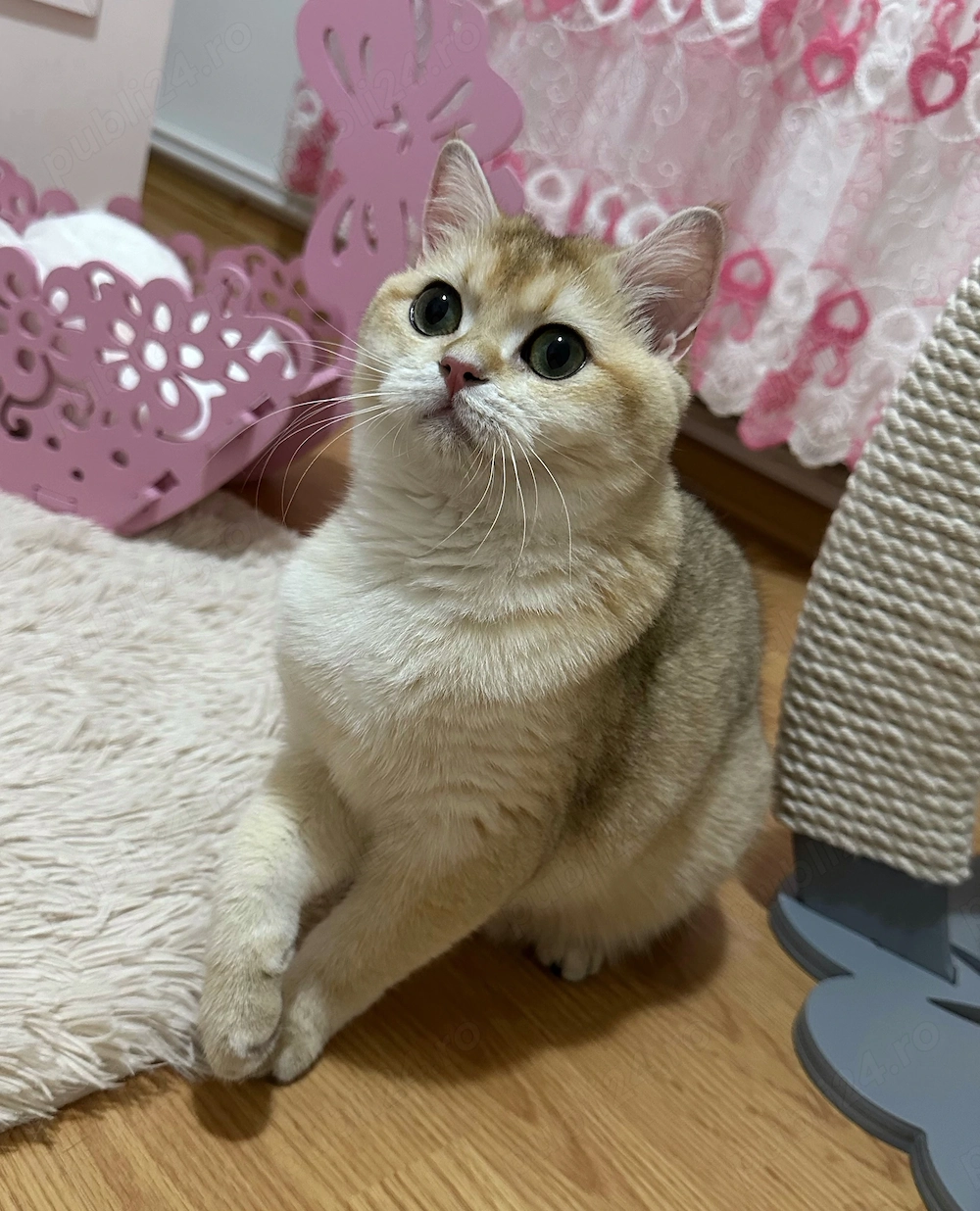 Fetița British Shorthair Golden cu pedigree