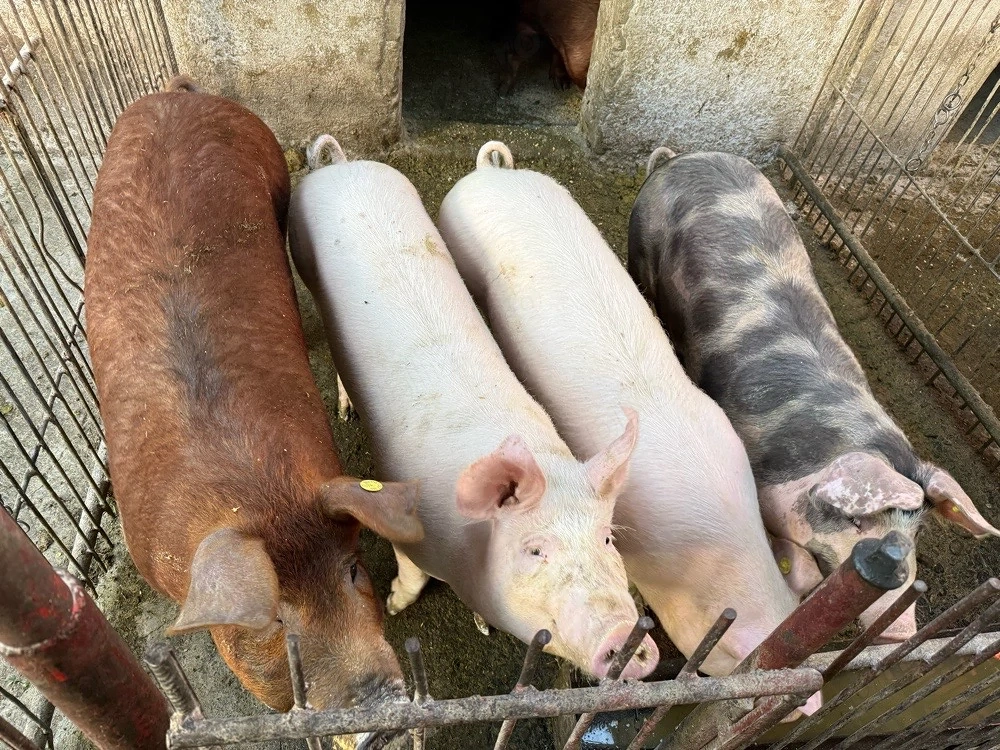 De vânzare porci și purcei de carne duroc, landrace şi pietrain (80-120 kg)   vii sau carcasă 