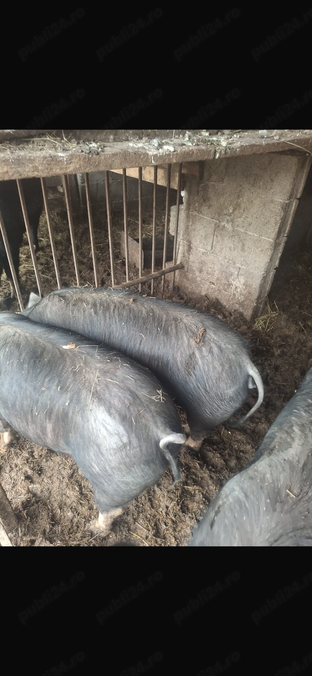 De vanzare scrofițe