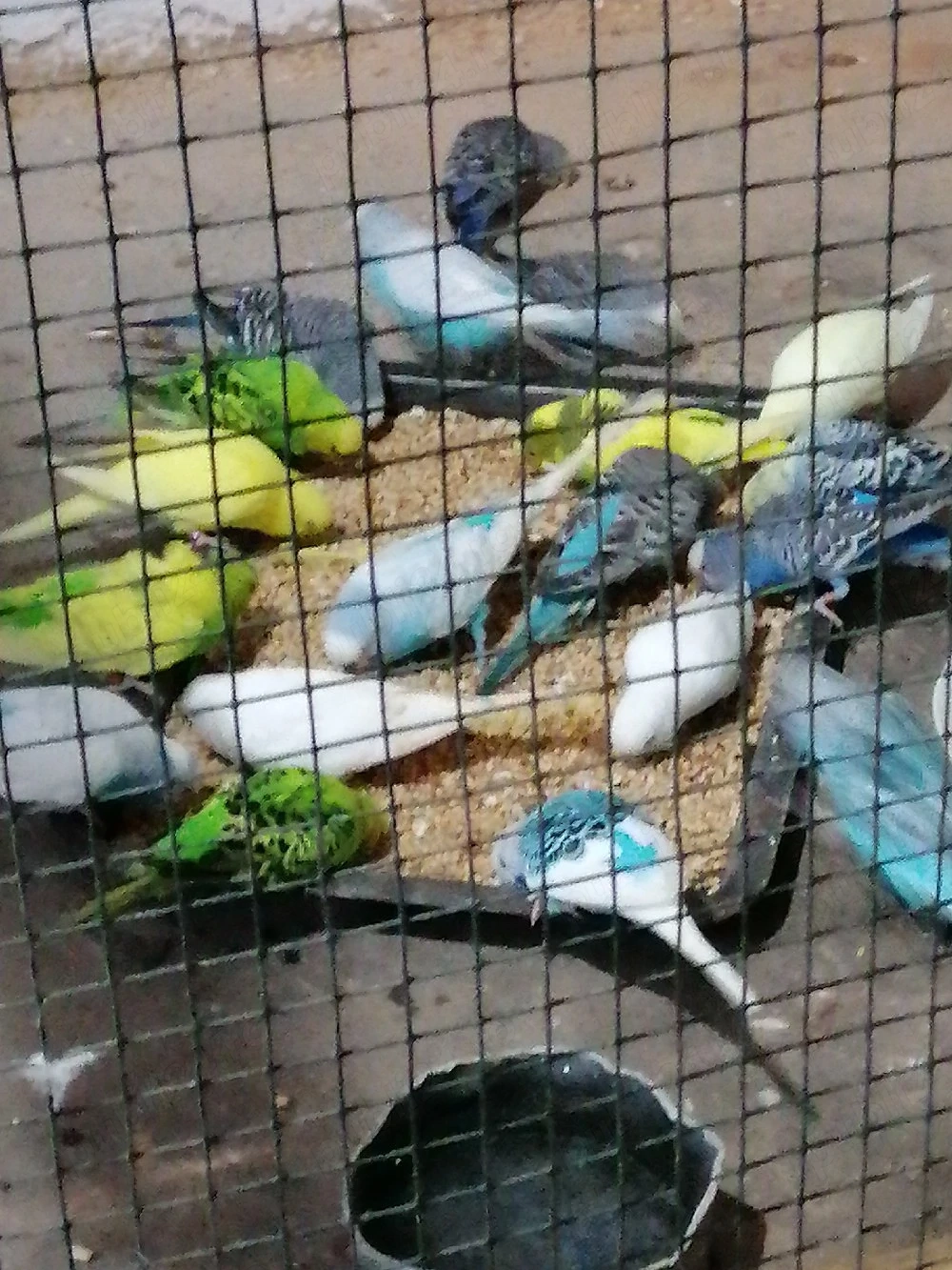 Vînd peruși perechi mature 