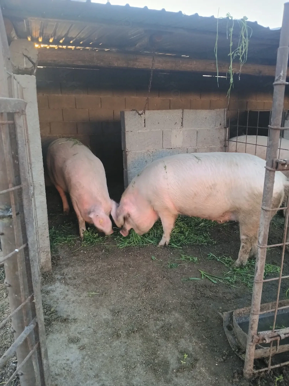 2 Porci disponibil 200 kg
