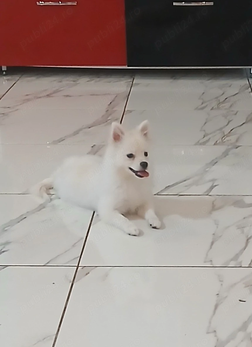 Vand urgent pomeranian (fetița) 10 luni