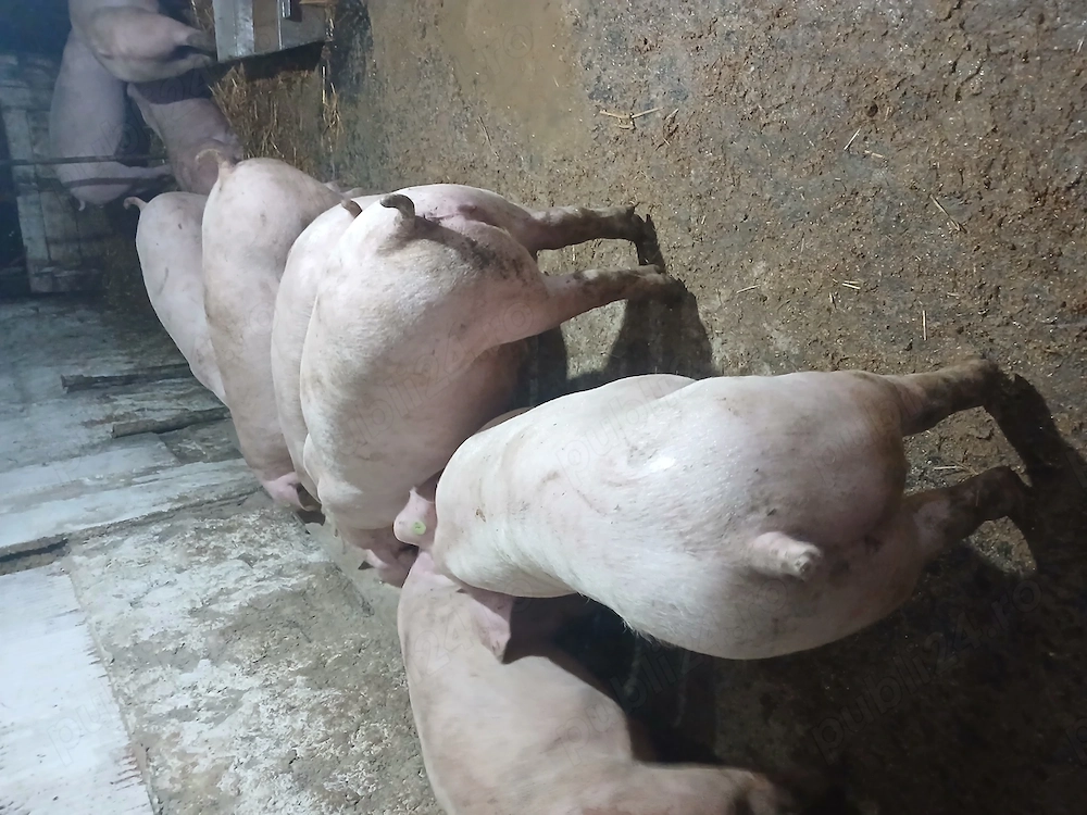 Purcei si porci 35 150kg