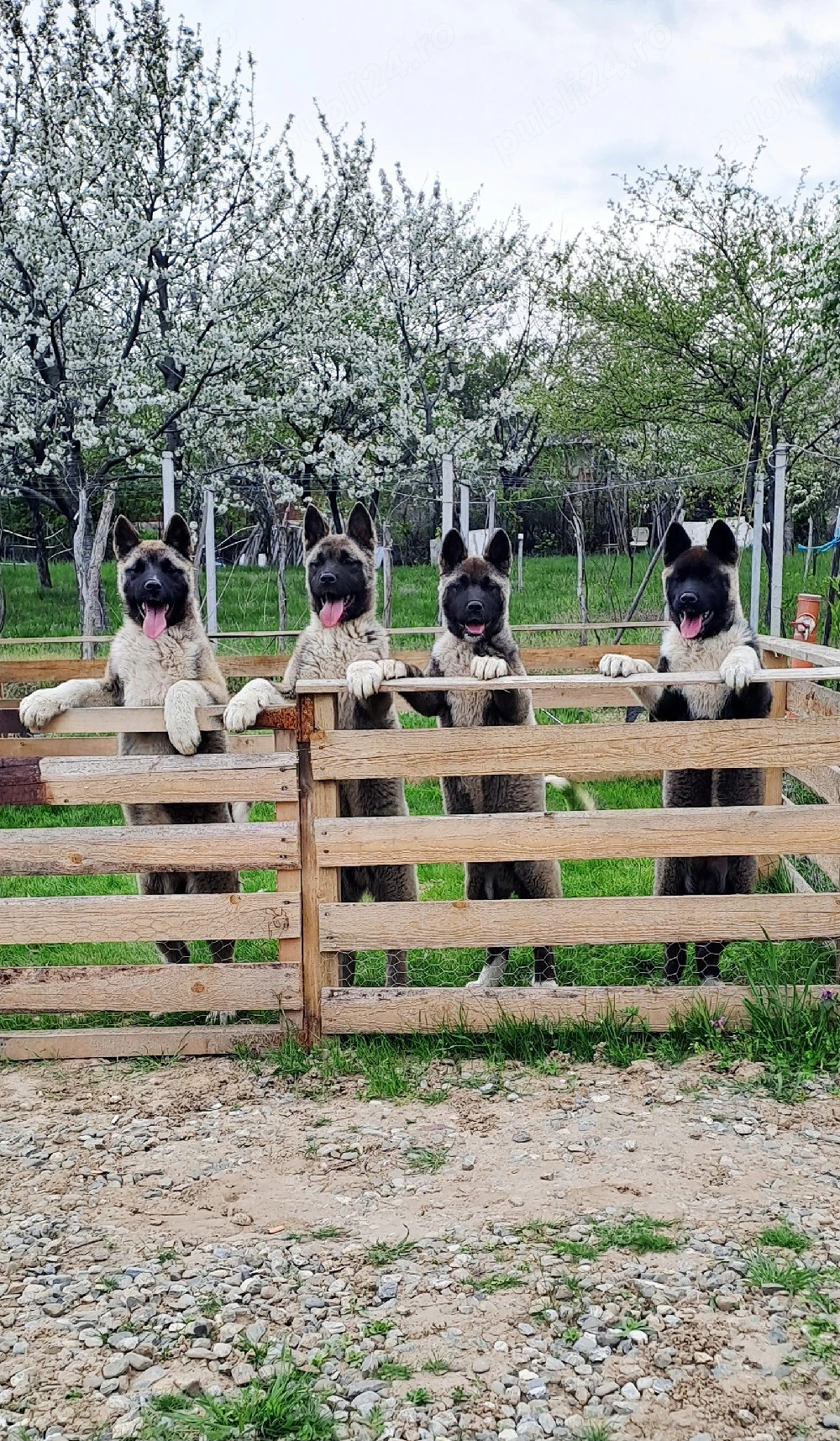 american akita  cu pedigree