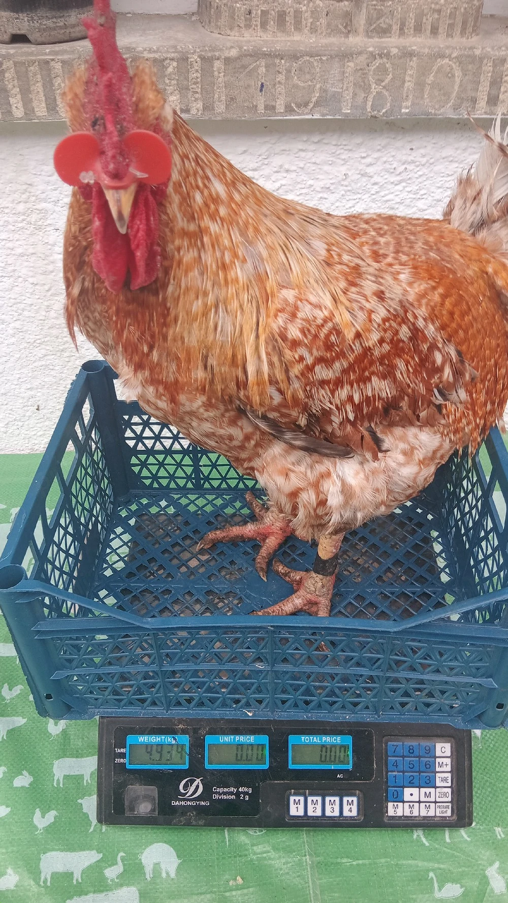 vănd urgent cocosi masivi 