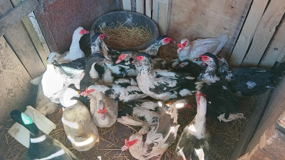 vănd urgent  rațe mute lăsesti 