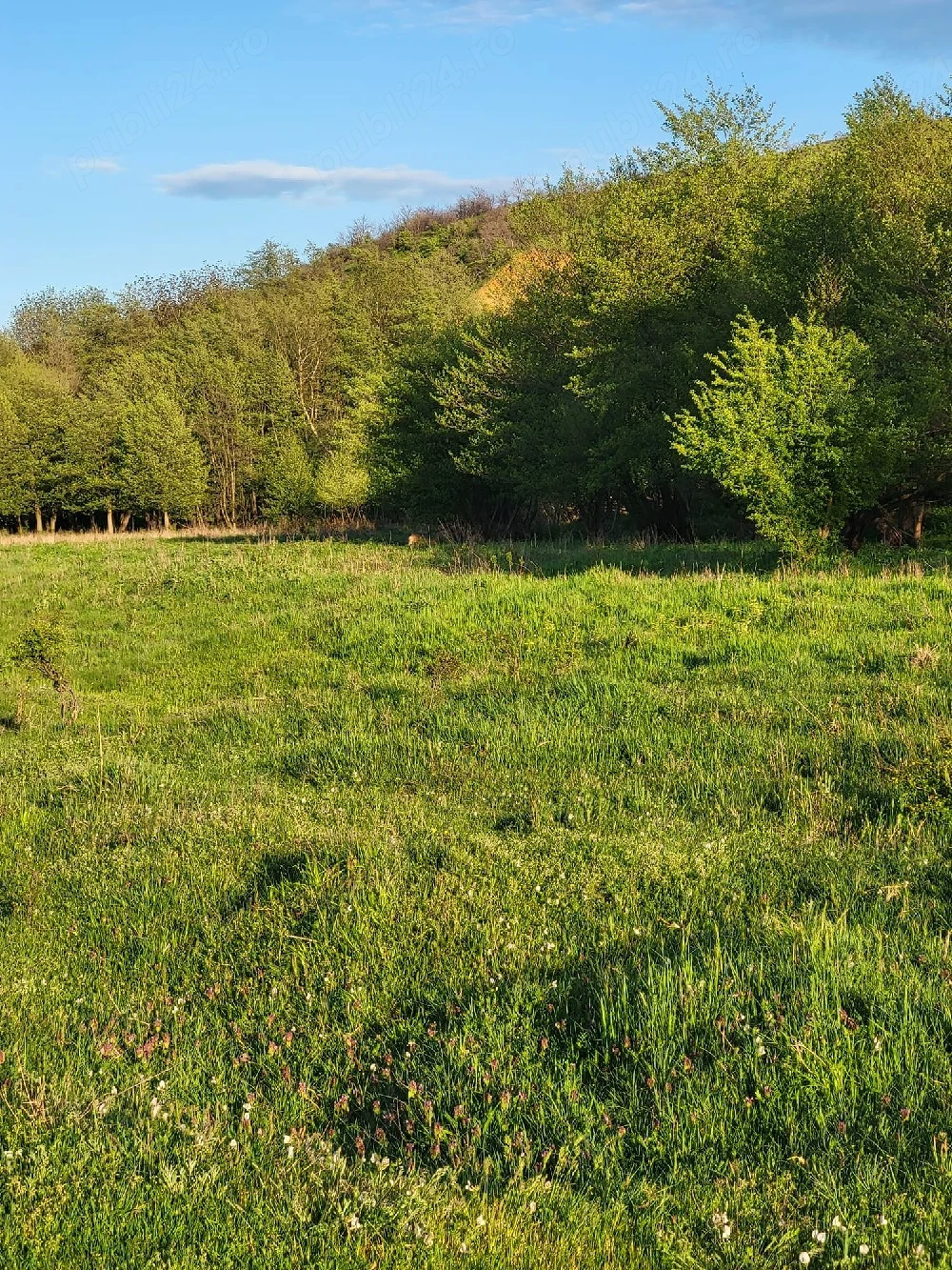 caut familie la 80 capre......