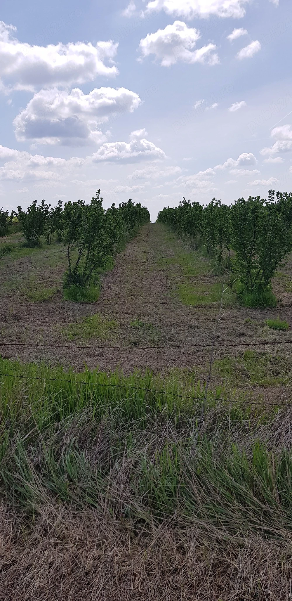 Livada alun Tonda Romana 2 ha