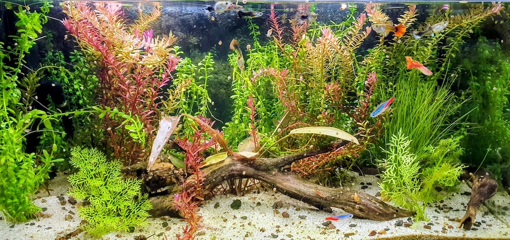 Acvariu 60l complet accesorizat + suport