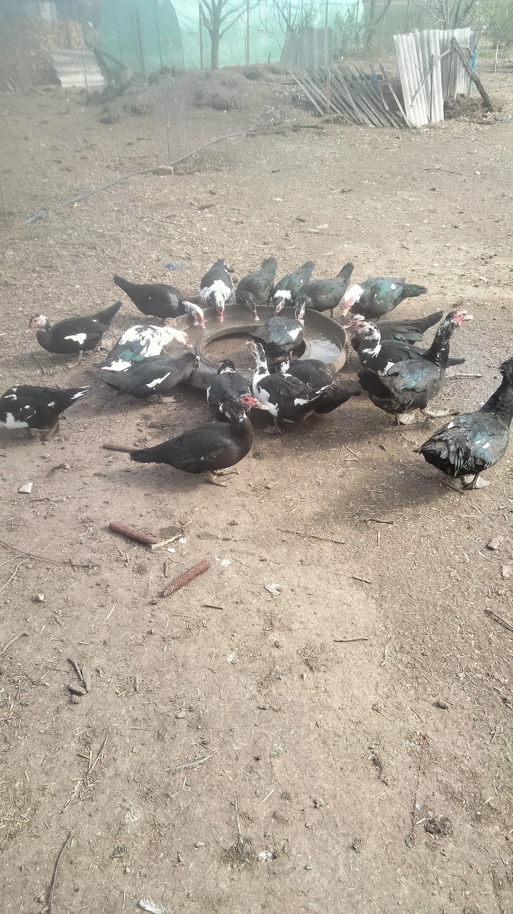 Rațe mute leșești 