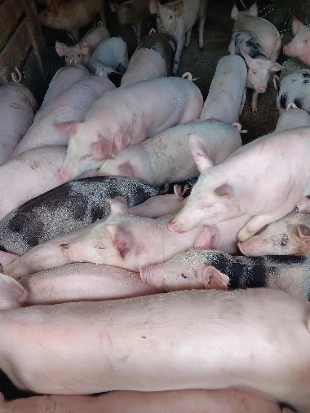 Purcei De Vânzare 15-30 kg 