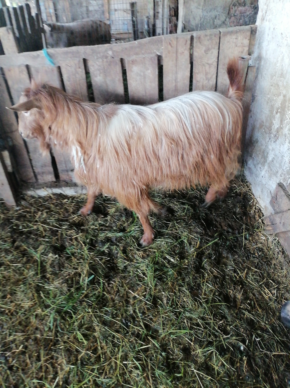 Țap 2 ani pentru sacrificat 