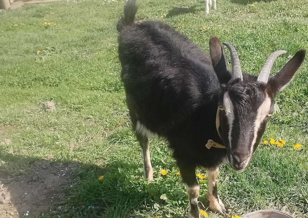 Capră de vânzare cu lapte!