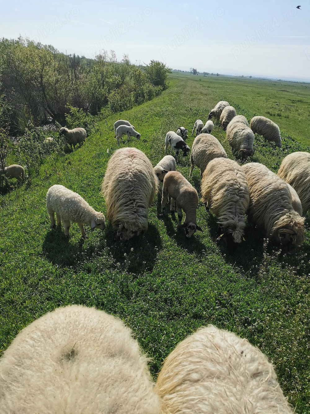 Vând 20 de miei în jur de 15 kg bucata 