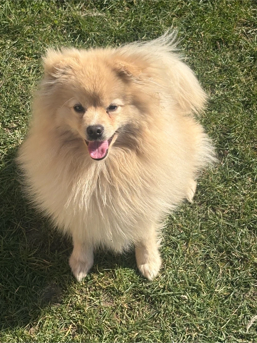 Pomeranian Mascul 