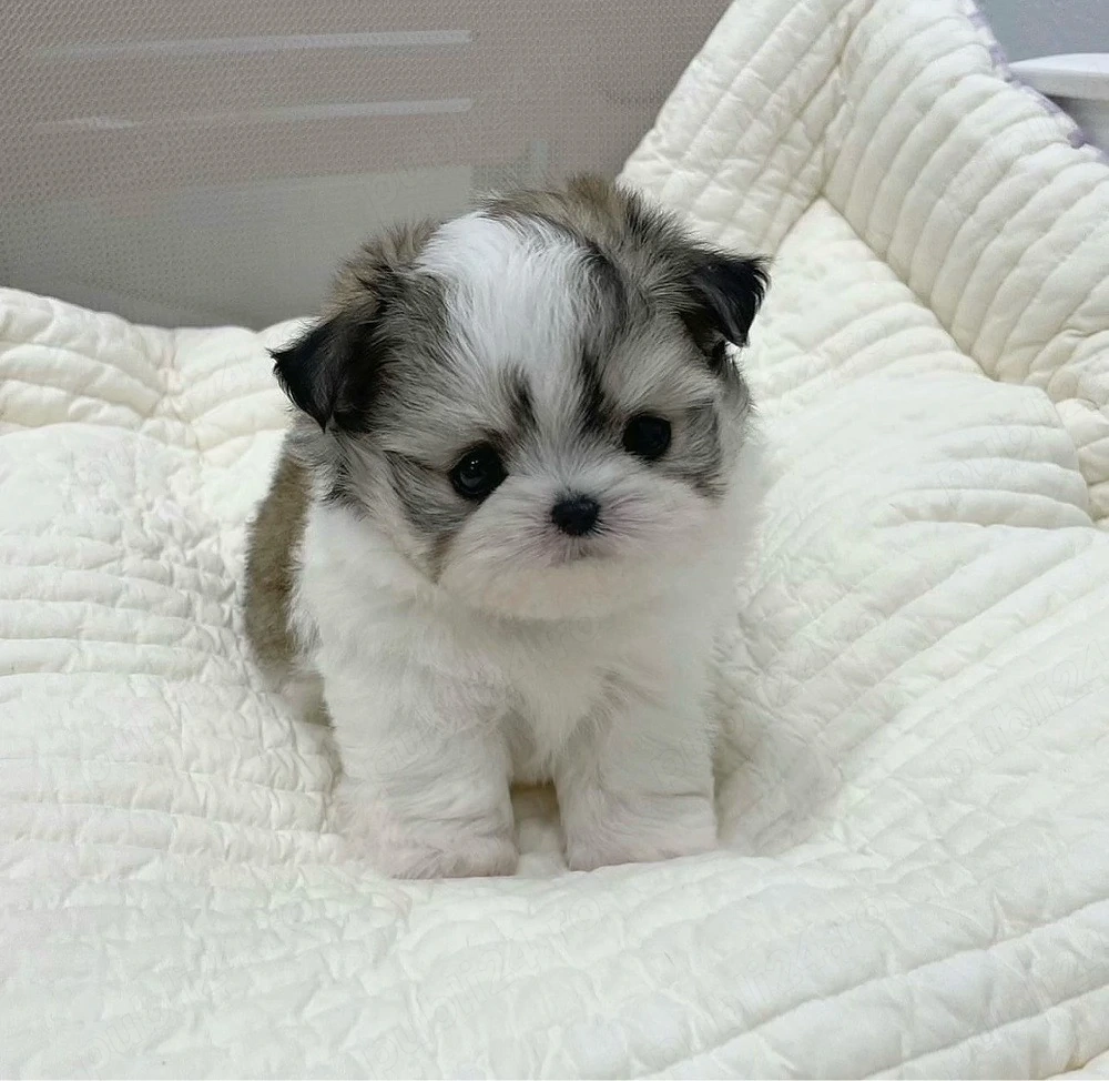 Shih Tzu Mini Toy Superbi
