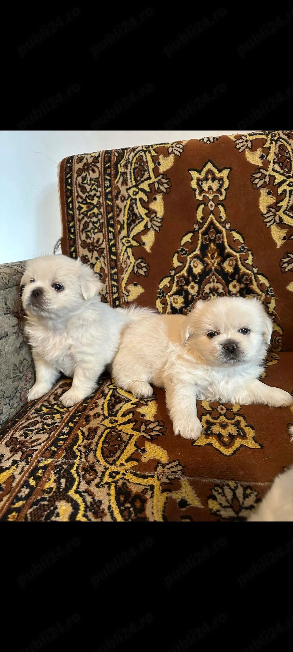 Pechinezj albi disponibili