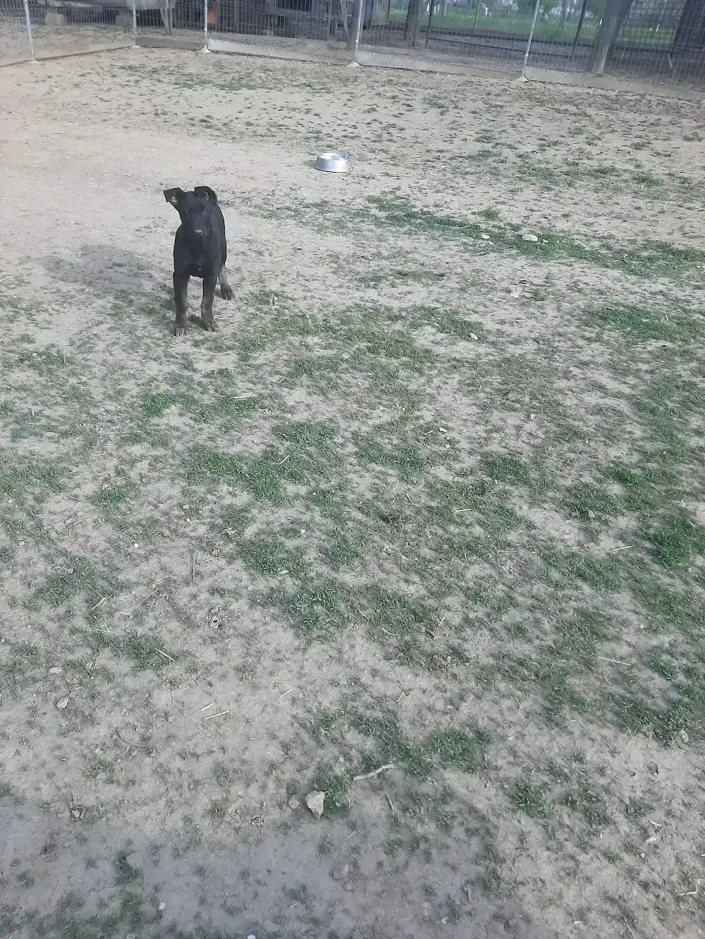 Masculul ciobanesc belgian malinois 