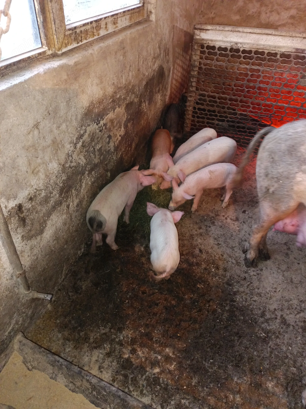 Vând purcei de casă 8saptamani v