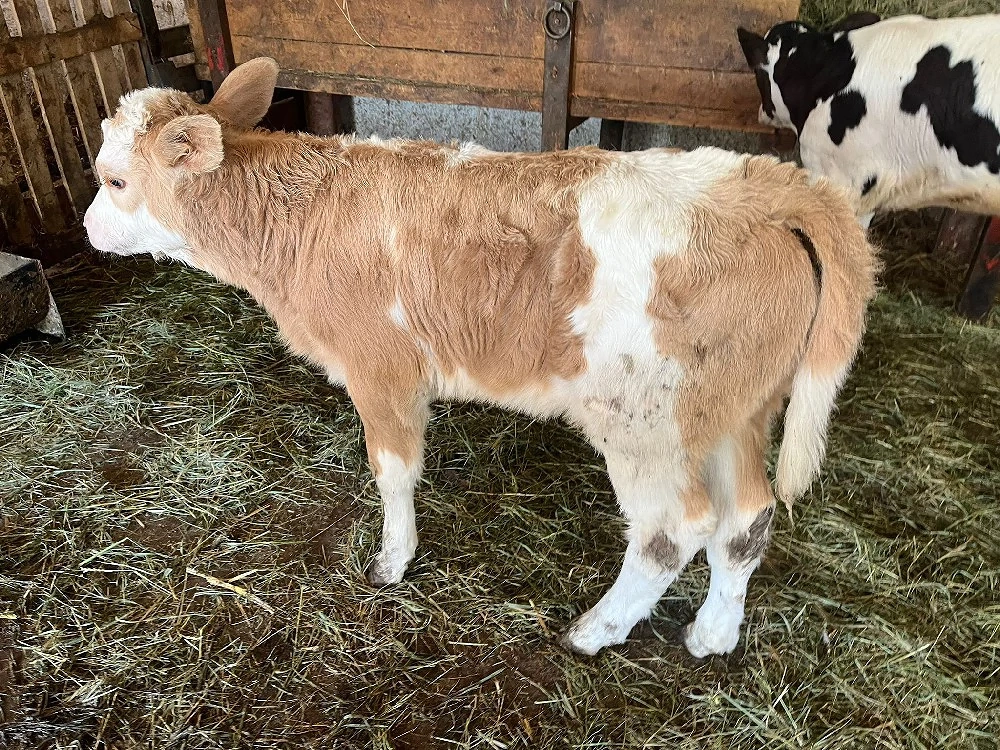 Vand o vițea bălțată