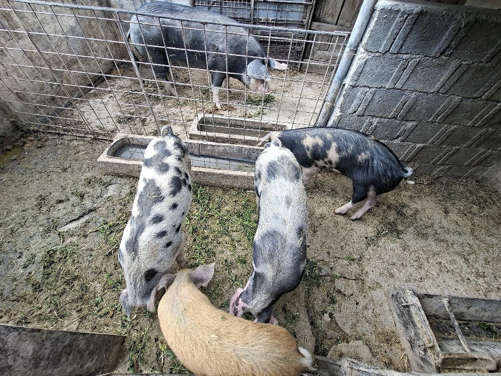 Șoldani 5 luni