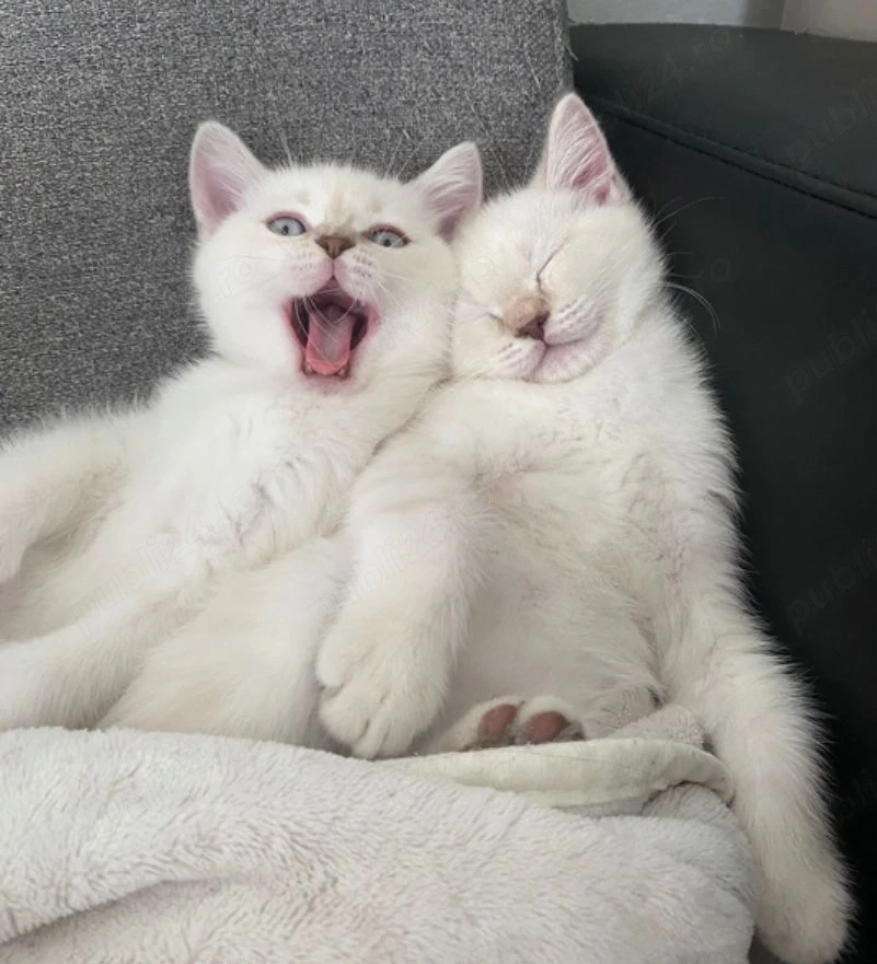 Pui British shorthair 