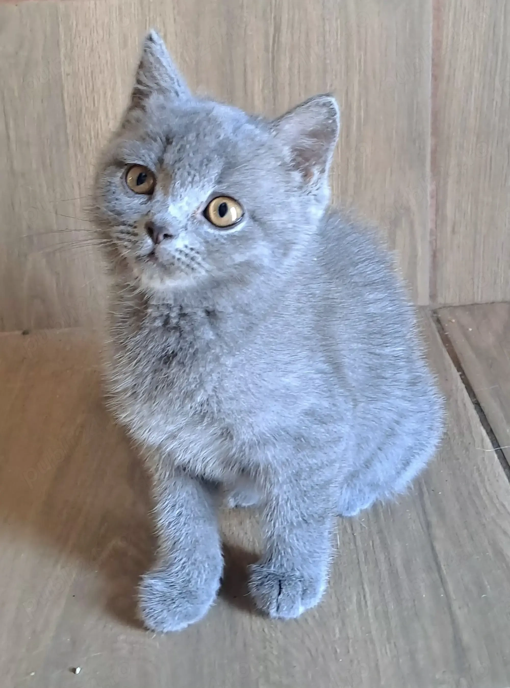 British Shorthair