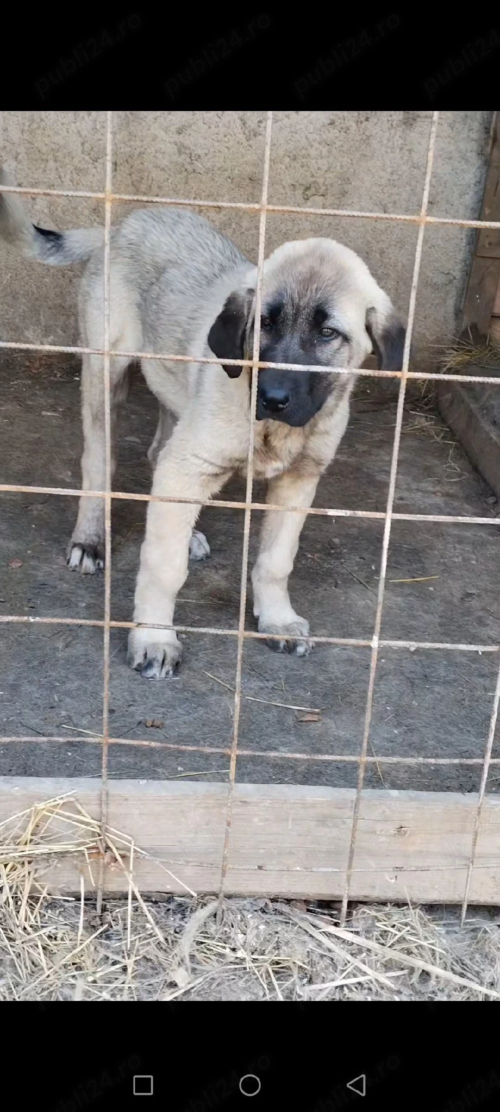 Vând femelă kangal 