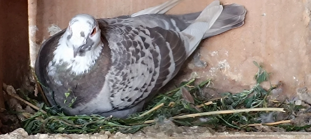Porumbei culori rare 