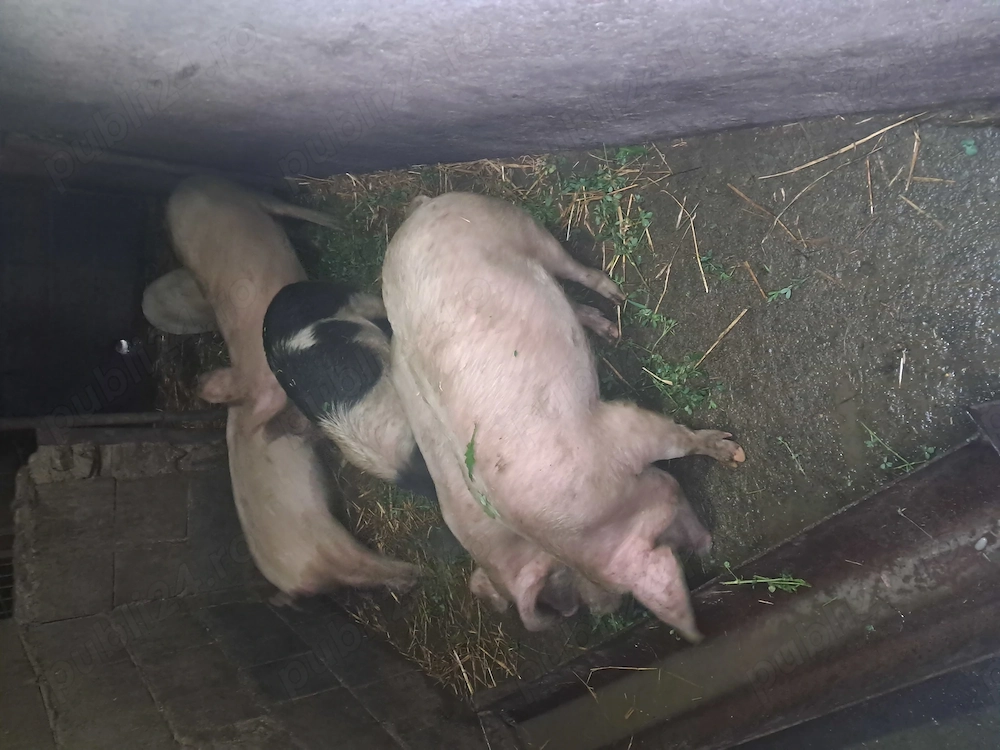 Vand soldani 40 45 kg