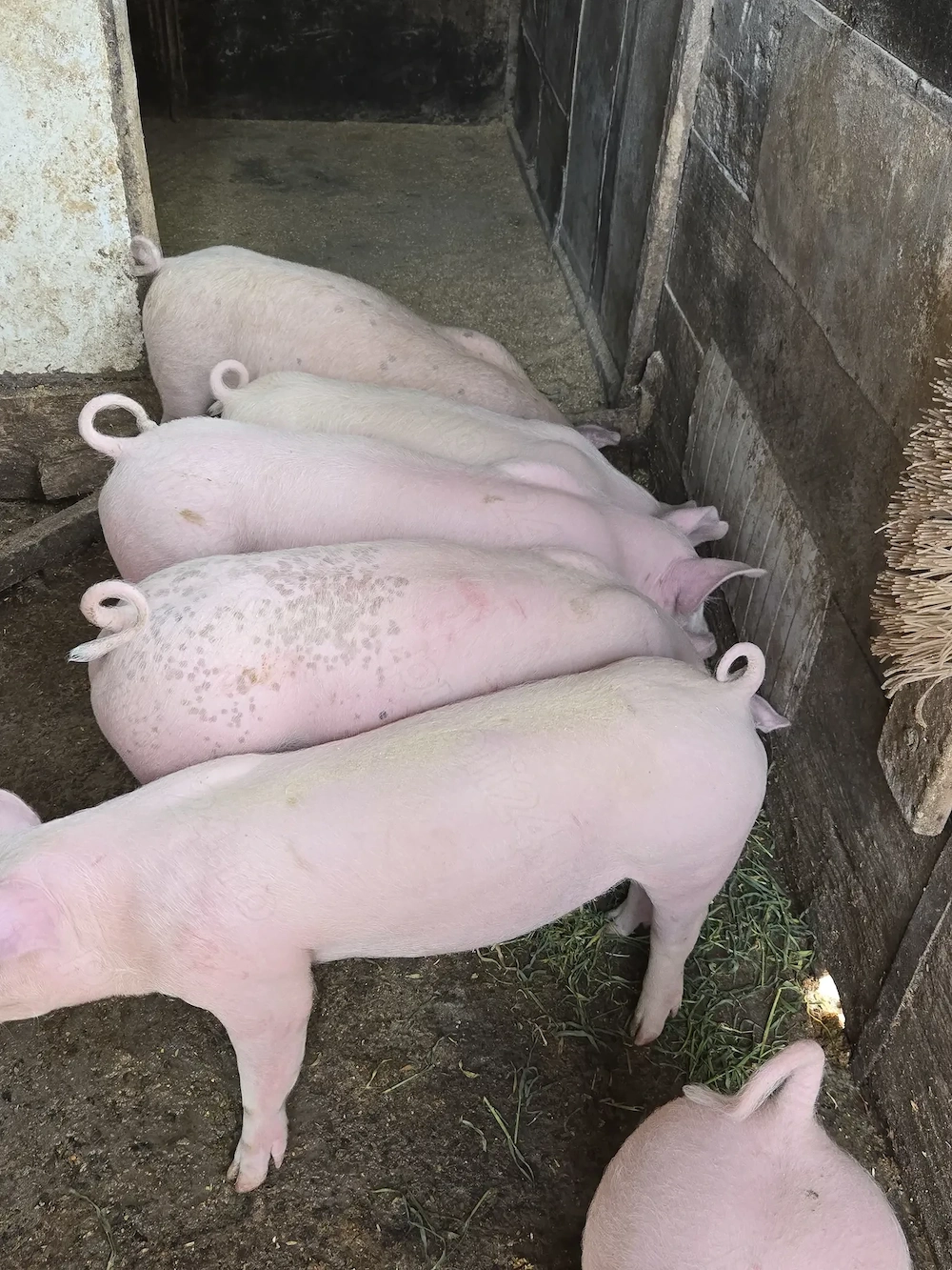 Vând purcei frumoși 