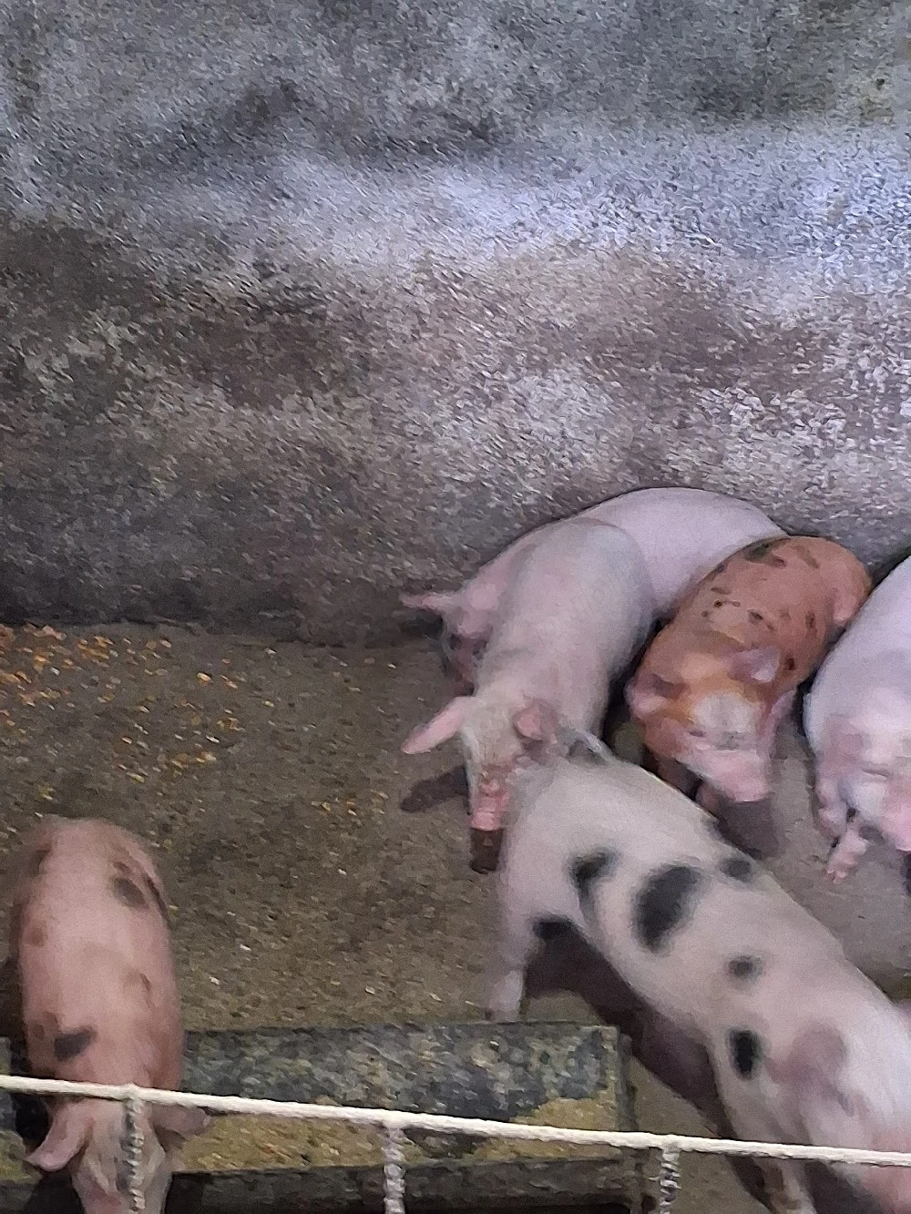 purcei de vanzare au 7 saptamani 450 bucata