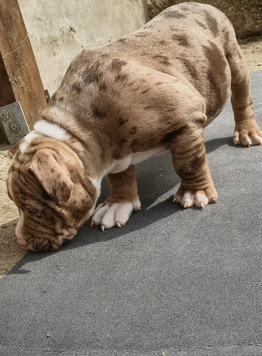 Mascul American Bully Pocket  PEDIGREE ABKC 