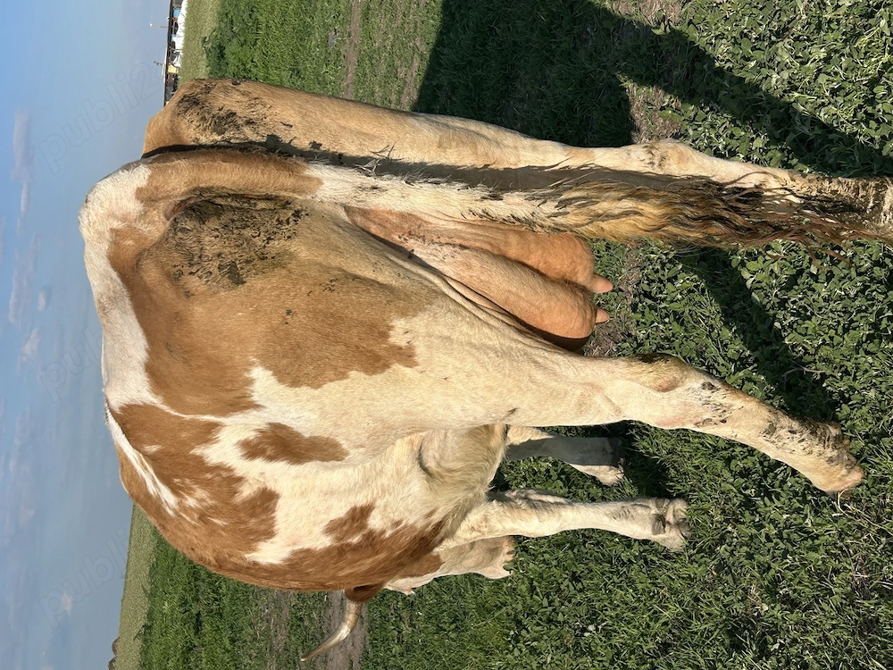 Vând vaca cu lapte   fătată de 3săptămâni 