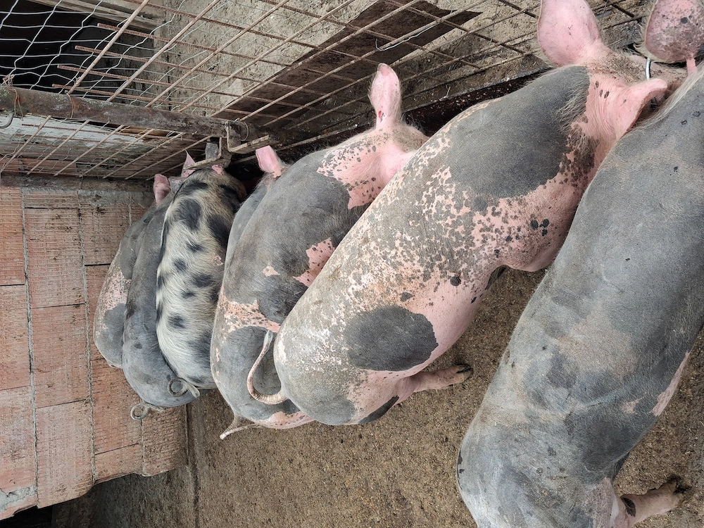 Vând grasuni petrian belgian 