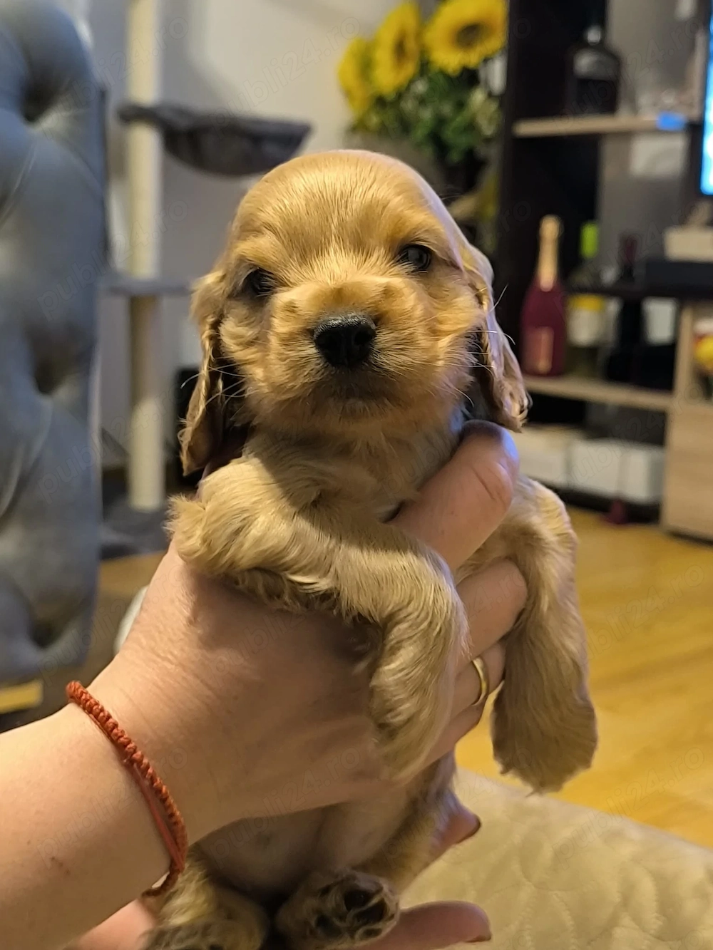 Pui de cocker spaniel de rasă pură 