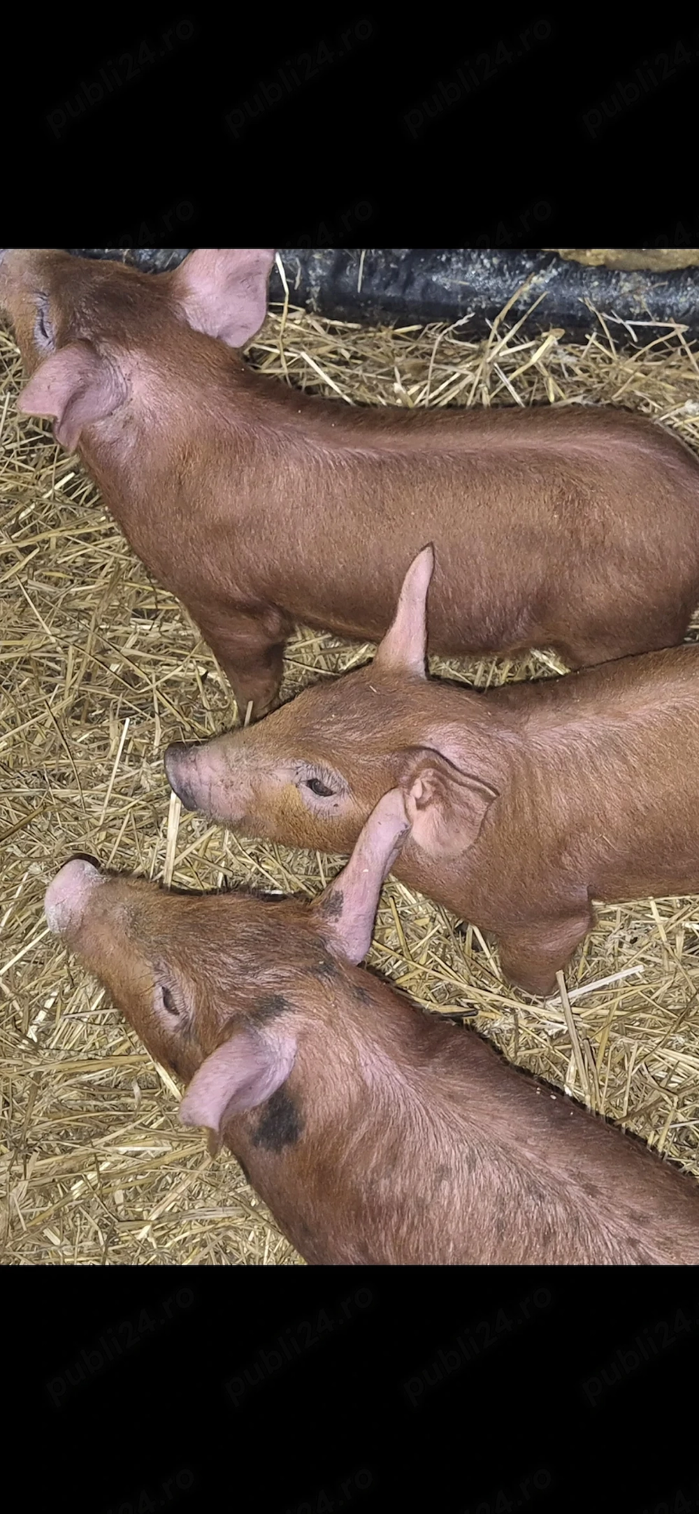 Purcei de 6 saptamini