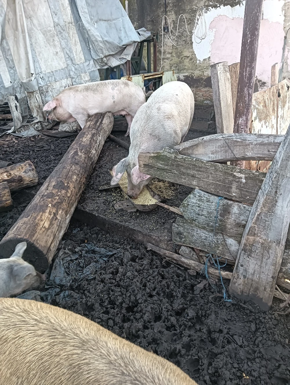 De vânzare doi porci crescuți bio pentru sacrificare 