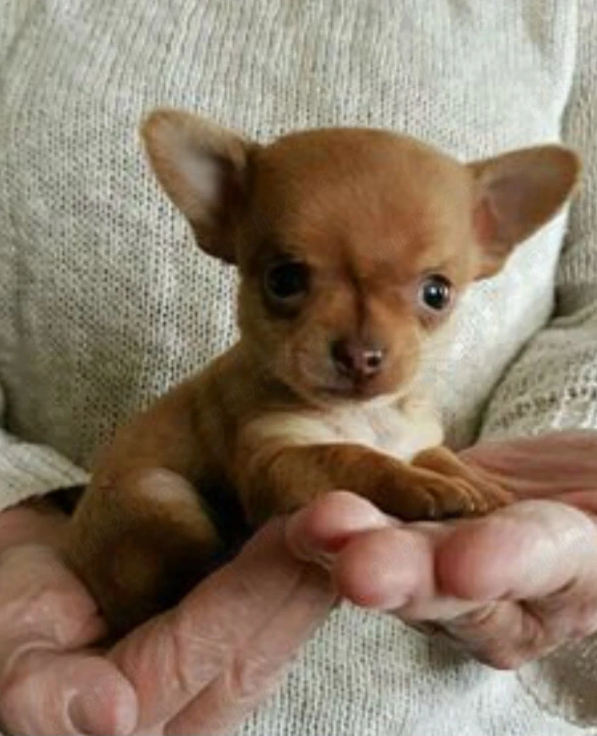     Alertă de Ciocolată (fără calorii!): Chihuahua Chocolate de 6 săptămâni