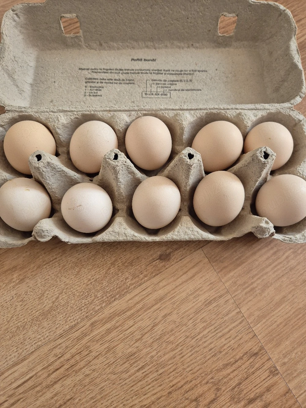 Ouă mătase japoneză 